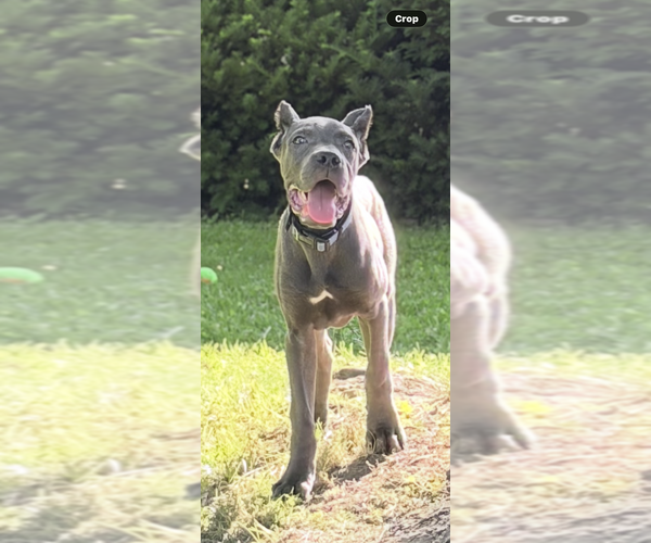Medium Photo #14 Cane Corso Puppy For Sale in ANDERSON, IN, USA