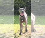 Small #13 Cane Corso