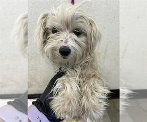 Havamalt Dogs for adoption in Pacifica, CA, USA