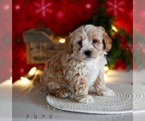 Maltipoo Puppy for sale in MILL HALL, PA, USA