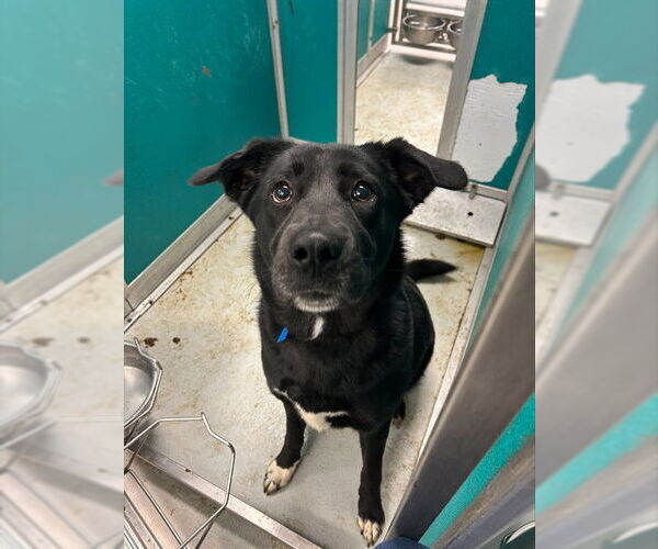 Medium Photo #1 Borador Puppy For Sale in Oklahoma City, OK, USA