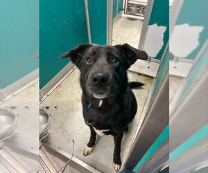 Borador Dogs for adoption in Oklahoma City, OK, USA