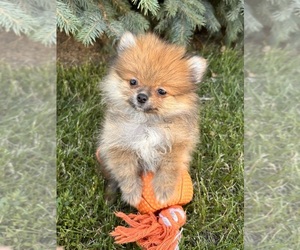 Pomeranian Puppy for sale in MIDDLEBURY, IN, USA