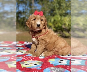 Goldendoodle Puppy for sale in FROSTPROOF, FL, USA