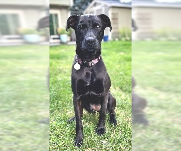 Medium Photo #9 Labrador Retriever-Unknown Mix Puppy For Sale in Minneapolis, MN, USA