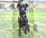 Small #8 Labrador Retriever Mix