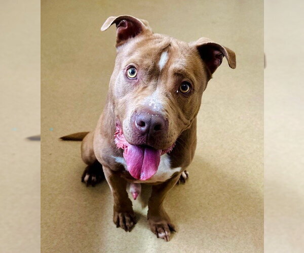 Medium Photo #1 American Pit Bull Terrier Puppy For Sale in Derwood, MD, USA