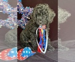 Puppy Poppy Australian Labradoodle