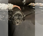 Small Photo #4 French Bulldog Puppy For Sale in TOWSON, MD, USA