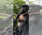Small #4 Cane Corso