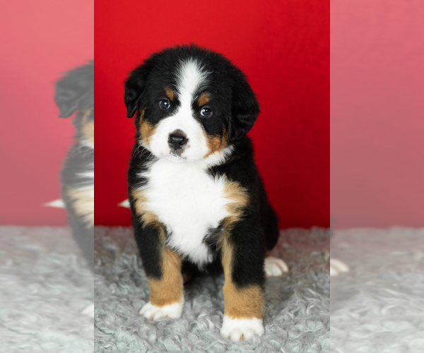 Medium Photo #35 Bernese Mountain Dog Puppy For Sale in MILLERSBURG, IN, USA