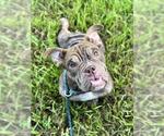 Small American Bulldog Mix
