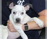 Small Dalmatian Mix