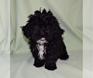 Shih Tzu Puppy for sale in BARNESVILLE, KS, USA