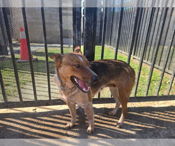 Medium Photo #2 Mutt Puppy For Sale in Riverside, CA, USA