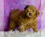 Small Photo #59 Goldendoodle (Miniature) Puppy For Sale in WARSAW, IN, USA