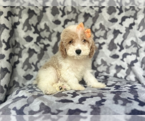 Medium Photo #3 Cock-A-Poo Puppy For Sale in LAKELAND, FL, USA