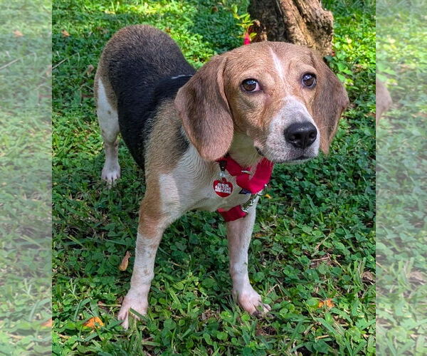 Medium Photo #4 Beagle Puppy For Sale in Dunnellon, FL, USA