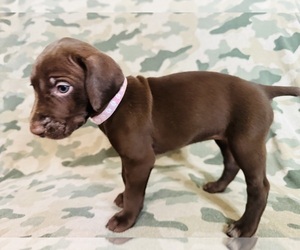 German Shorthaired Pointer Puppy for sale in WOODLAND PARK, CO, USA