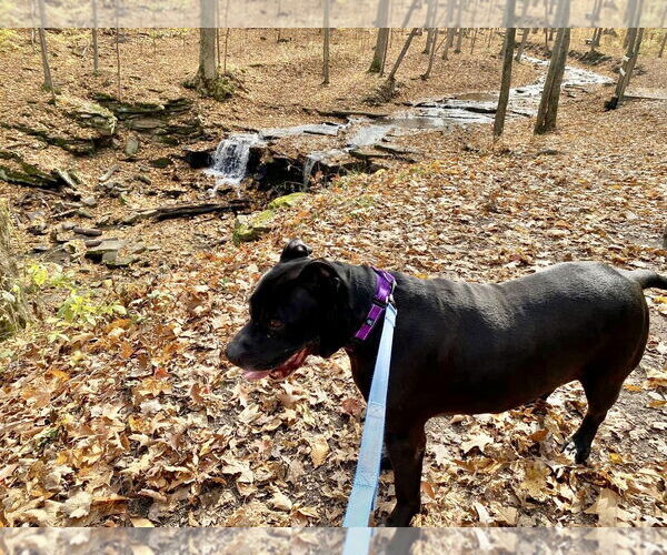 Medium Photo #9 American Staffordshire Terrier-Unknown Mix Puppy For Sale in Lockport, NY, USA