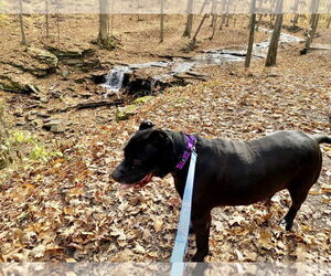 Tiny - Male American Staffordshire Terrier-Unknown Mix Dog for Adoption - Photo #9