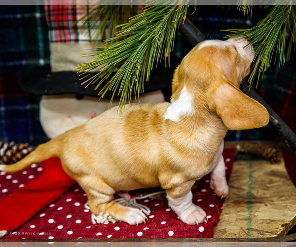 Medium Photo #7 Dachshund Puppy For Sale in WAKARUSA, IN, USA