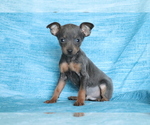 Small Photo #1 Miniature Pinscher Puppy For Sale in SHILOH, OH, USA