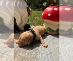 Small #2 Golden Retriever