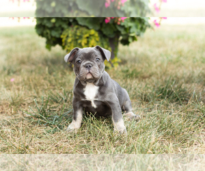 French Bulldog Puppy for sale in MILLERSBURG, IN, USA