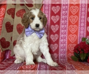 Goldendoodle Puppy for sale in LANCASTER, PA, USA