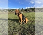 Small Photo #1 Bloodhound Puppy For Sale in SWEET HOME, OR, USA
