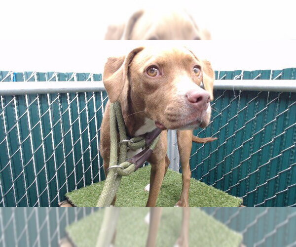 Medium Photo #1 Unknown-Vizsla Mix Puppy For Sale in Downey, CA, USA