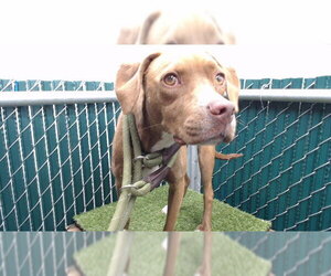 Unknown-Vizsla Mix Dogs for adoption in Downey, CA, USA