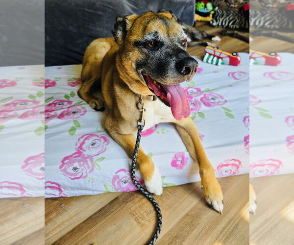 Medium Photo #3 Boxer-Unknown Mix Puppy For Sale in Princeton, MN, USA