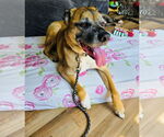 Small #2 Boxer Mix