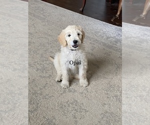 Goldendoodle Puppy for sale in PEYTON, CO, USA