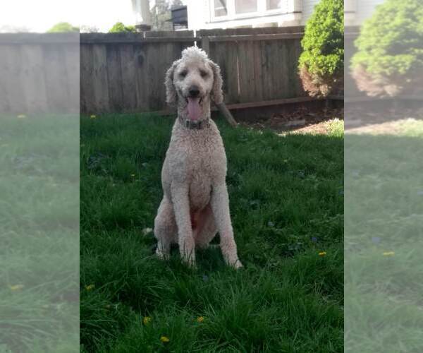 Medium Photo #1 Poodle (Standard) Puppy For Sale in NEW LONDON, IA, USA