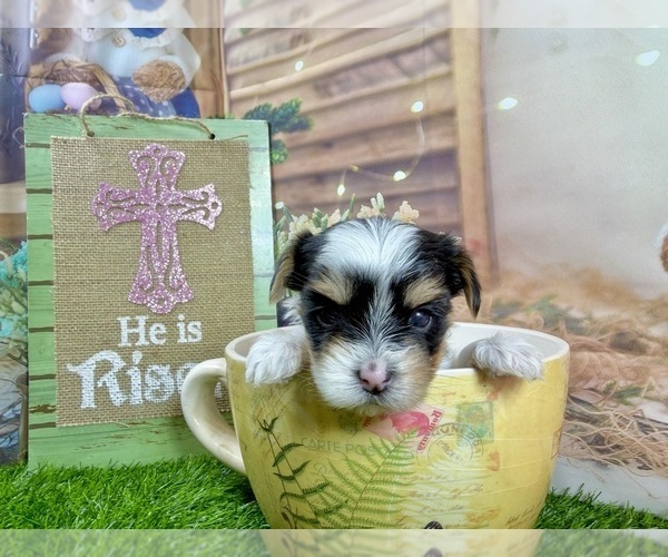Medium Photo #1 Morkie Puppy For Sale in CASSVILLE, MO, USA