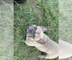 French Bulldog Puppy for sale in SEDGEWICKVILLE, MO, USA