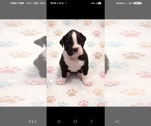 Boxer Puppy for sale in SAPULPA, OK, USA