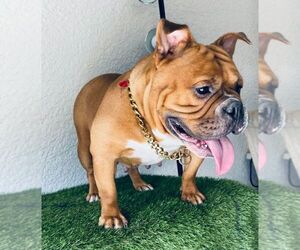 American Bulldog Puppy for sale in TAMPA, FL, USA