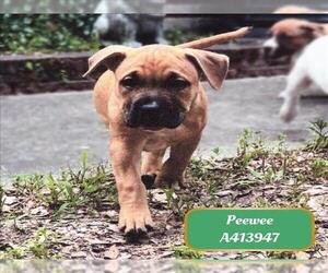 American Pit Bull Terrier-Unknown Mix Dogs for adoption in Conroe, TX, USA