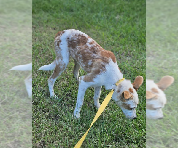 Medium Photo #7 Australian Shepherd-Jack Russell Terrier Mix Puppy For Sale in Cranston, RI, USA