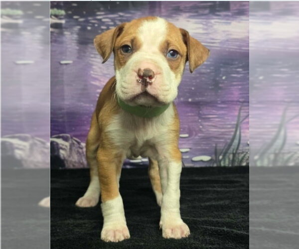 Medium Photo #1 Mutt Puppy For Sale in Lakewood, CO, USA