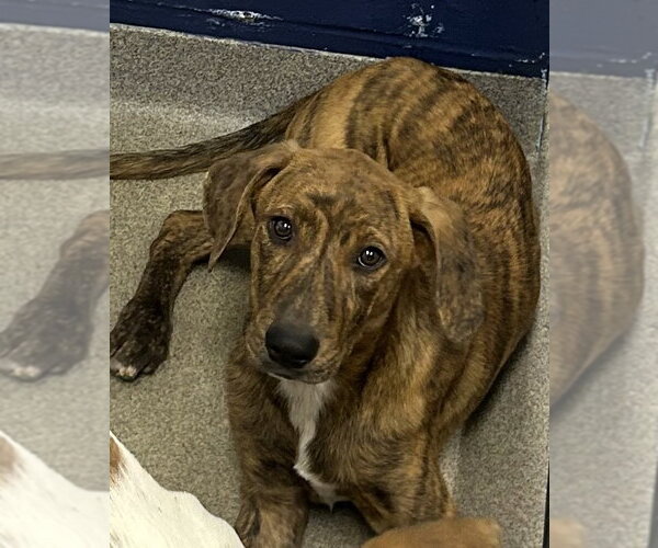 Medium Photo #1 Mutt Puppy For Sale in Sterling, MA, USA