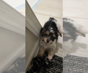 Yorkshire Terrier Puppy for sale in WELLFORD, SC, USA