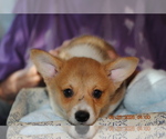 Puppy Toby  Puppy 2 Pembroke Welsh Corgi