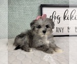 Small #5 Maltipoo (Toy)