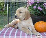 Puppy 4 Golden Retriever