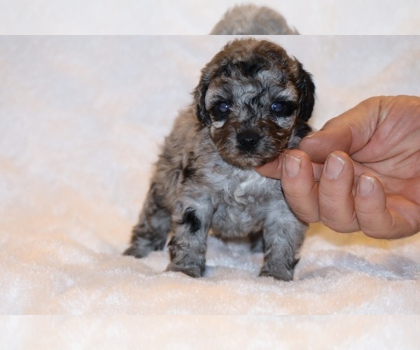 Medium Photo #2 Poodle (Toy) Puppy For Sale in DYERSBURG, TN, USA